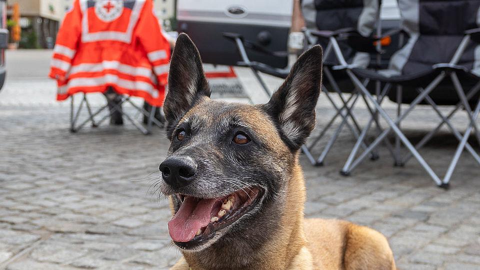 Rettungshund liegt aufmerksam auf dem Boden, im Hintergrund steht ein Einsatzfahrzeug